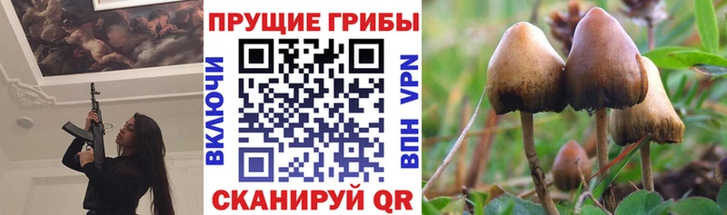 магазин продажи   Новосиль  Псилоцибиновые грибы MAGIC MUSHROOMS 